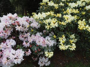Rhododendron veitchianum ‘Cubbitti Group’