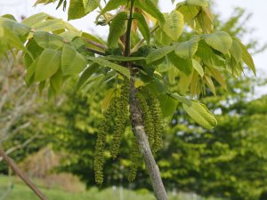 Juglans ailanthifolia