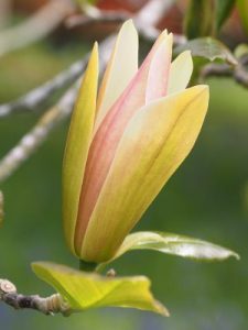 Magnolia x brooklynensis ‘Stellar Acclaim’