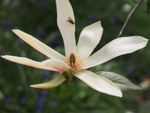 Magnolia x brooklynensis ‘Stellar Acclaim’