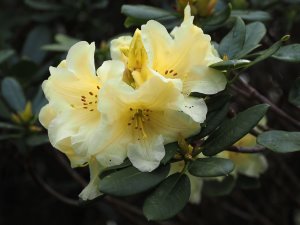 Rhododendron ‘Hotei’