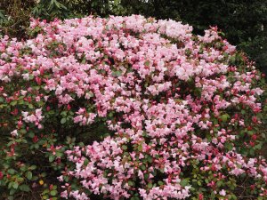Rhododendron ‘Pink Pebble’