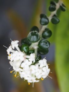 Pimelia drupacea