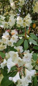 Rhododendron ‘Rescassa’