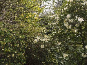 Rhododendron bahuiniflorum