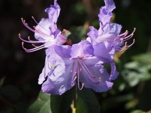 Rhododendron augustinii ‘Exbury Form’