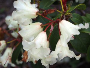 Rhododendron ‘Bow Jingles’