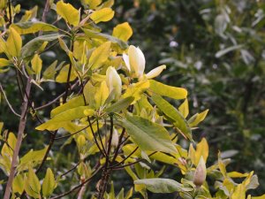 Magnolia fraseri var. pyramidata