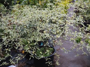 Cornus alternifolia ‘Argentea’