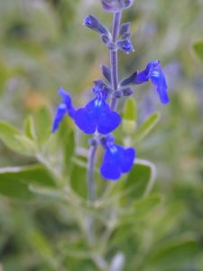 Salvia gregii ‘Blue Note’