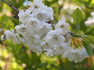 Prunus serrulata ‘Albo Plena’