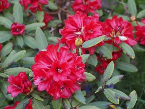 Rhododendron neeriflorum
