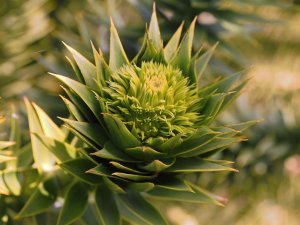 Araucaria bidwillii