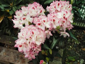 Rhododendron ‘Hachmann’s Charmant’