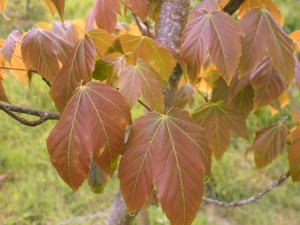 Acer sterculiaceum subsp. sterculiaceum