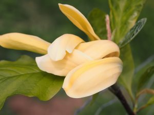 Magnolia ‘Illini Gold’