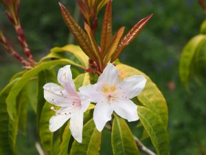 Rhododendron klossii