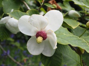 Magnolia sieboldii ‘Michiko Renge’