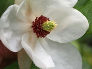 Magnolia sieboldii ssp. sinensis