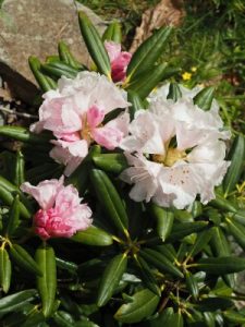 Rhododendron degronianum ssp. heptamerum ‘Oki Koki’