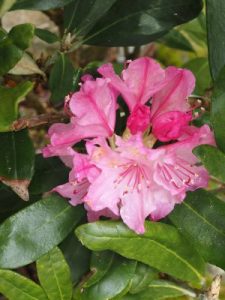 Rhododendron smirinowii