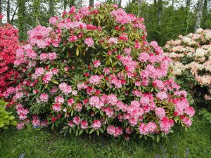 Rhododendron ‘Doc’?