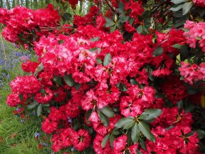 Rhododendron ‘Dopey’