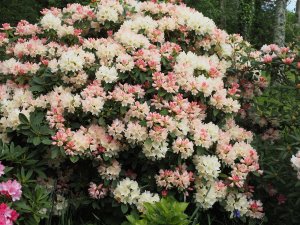 Rhododendron ‘Excelsior’?