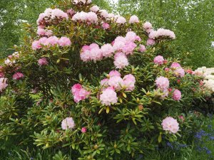 Rhododendron ‘Pink Cherub’