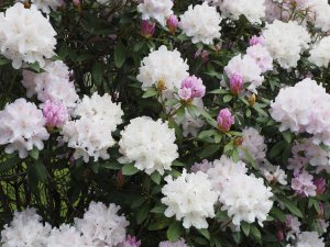 Rhododendron ‘Silberwolke’?