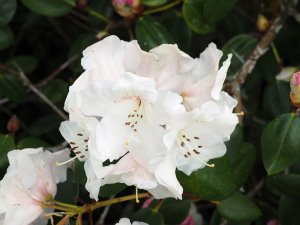 Rhododendron ‘Silver Lady’?
