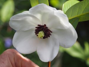 Magnolia wilsonii