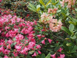 Rhododendron ‘Jock’
