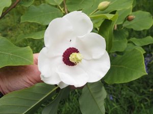 Magnolia sieboldii ‘Pride of Norway’