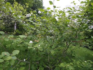 Magnolia sieboldii ‘Pride of Norway’