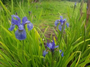 Iris sibirica ‘Fran’s Gold’