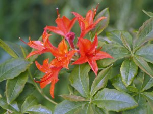 Rhododendron calendulaceum – Sandling Orange-Red Form
