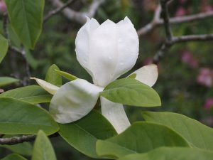 Magnolia ‘Porcelain Dove’