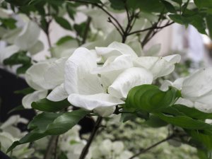 Cornus ‘Venus’