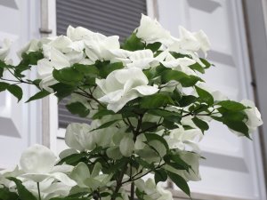 Cornus ‘Venus’