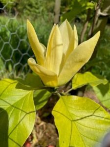 Magnolia ‘Anilou’