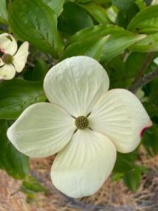 Cornus x elwinortonii ‘Venus’