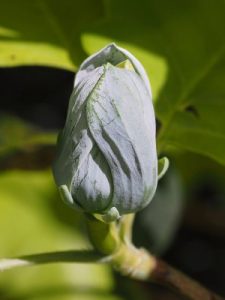 Magnolia acuminata ‘Blue Opal’