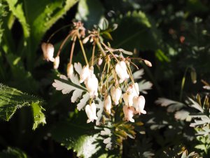 Dicentra ‘Longtrees’