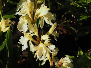 Roscoea caultleyoides ‘Jeffery Thomas’