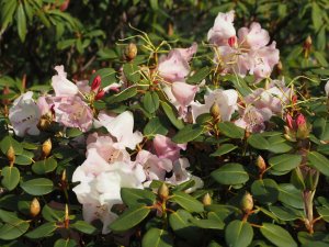 Rhododendron ‘Moonstone’