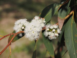 Eucalyptus simonosii