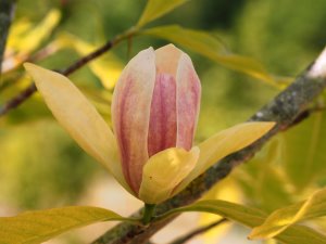 Magnolia ‘Banana Split’