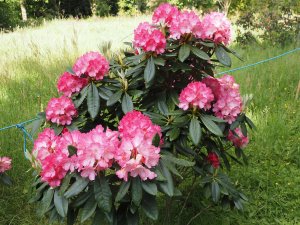 Rhododendron ‘Polaris’
