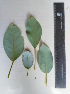 picture of leaves